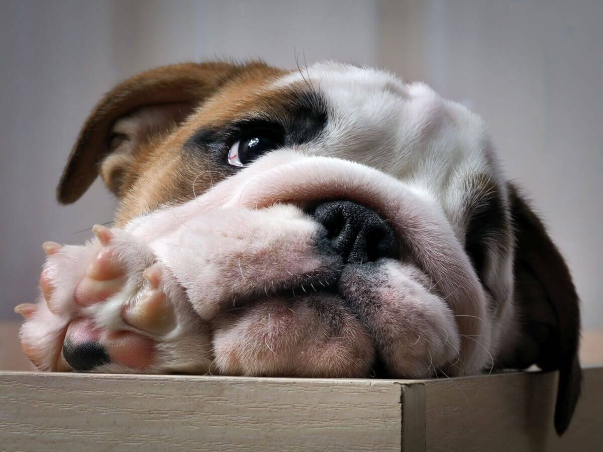 Vad får en hund inte äta? Våra råd om vad man inte bör äta.
