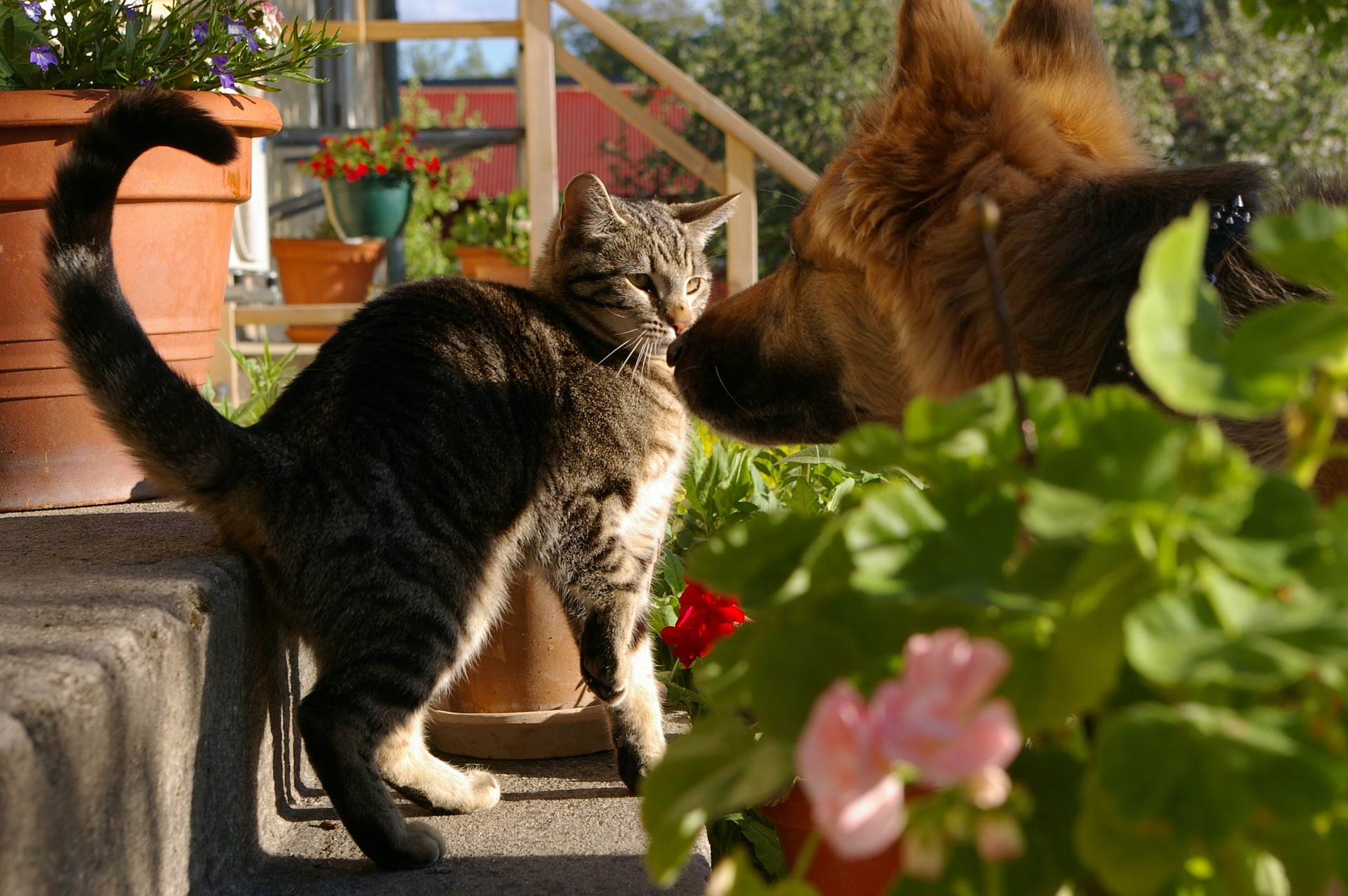 En katt och en hund i samma hus - hur får man det att gå ihop?