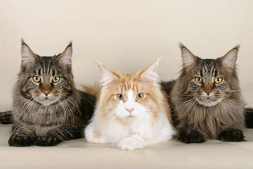 3 Maine Coon-katt med genomträngande blick