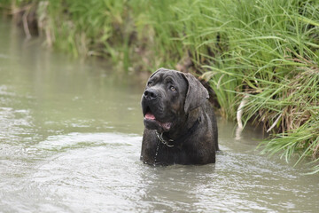 Cane corso - Centrala fakta om rasen