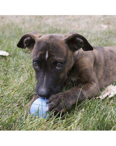 KONG Puppy Ball with Hole