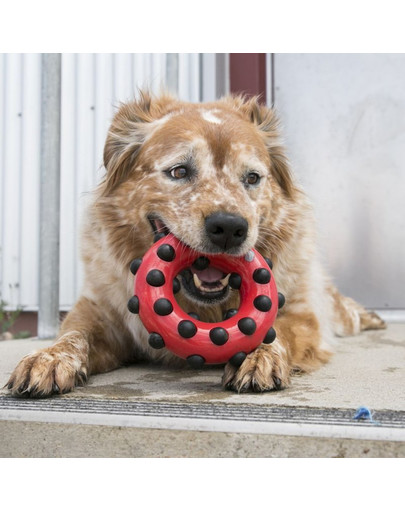 KONG Dotz Square S