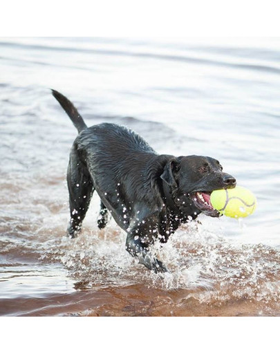 KONG AirDog Squeaker Football small 85mm