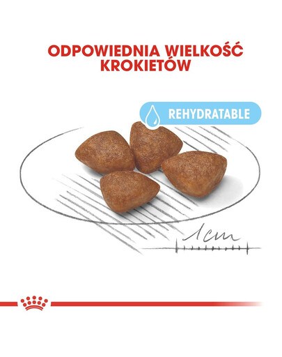 ROYAL CANIN Mini Starter Mother& Babydog 4 kg karma sucha dla suk w ciąży i okresie laktacji oraz szczeniąt, od 4 do 8 tygodnia, ras małych