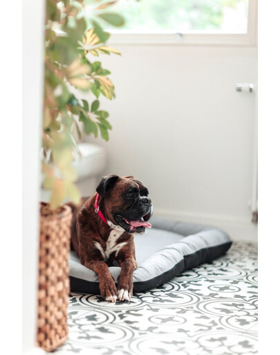 DOLFOS HORSEMILK 5 kg Mleko dla źrebiąt