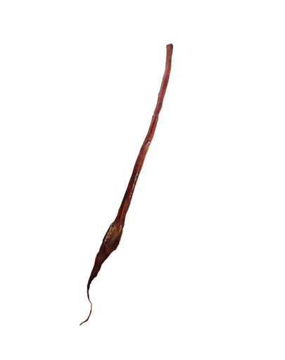 MACED Pene di manzo intero 70 cm