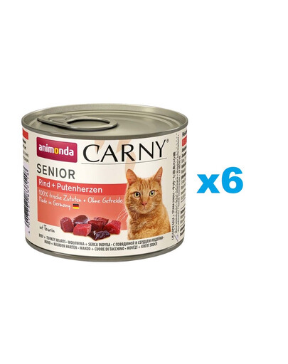 Chat et chaton américains à poil court.