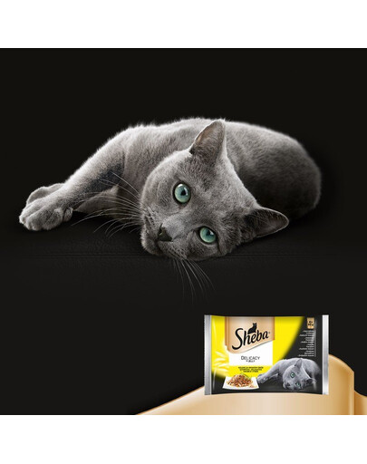 SHEBA Delicacy in Jelly Smaki Drobiowe 12 x 85g