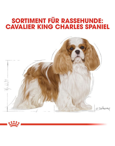 ROYAL CANIN Cavalier king charles adult - nourriture sèche pour chiens adultes de race cavalier king charles spaniel - 1.5 kg