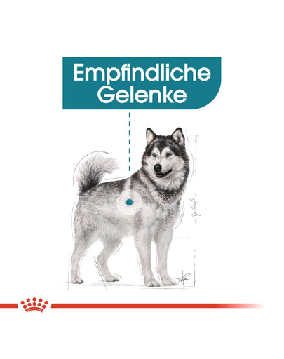 ROYAL CANIN Maxi Joint Care 10 kg