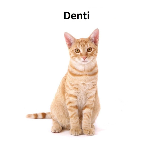 Denti