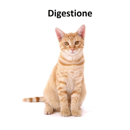 BAYER Advantage 4 × 0,8 ml - spot-on pro velké kočky a králíky