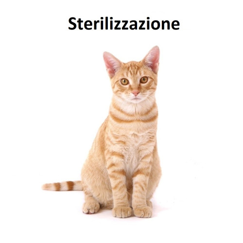 Sterilizzazione