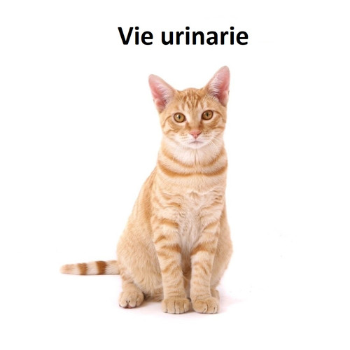 Vie urinarie