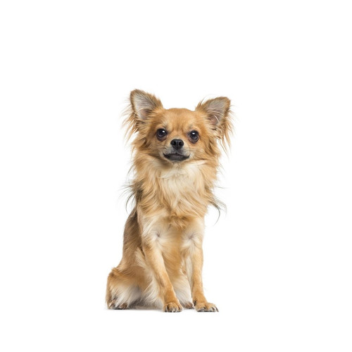 Nourriture pour Chihuahua