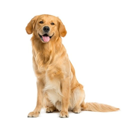 La nourriture pour Golden Retriever