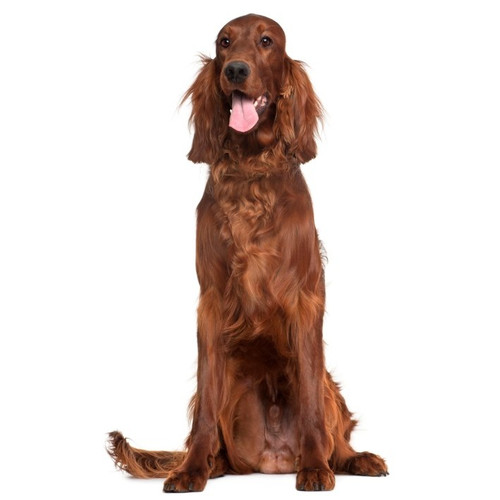 Nourriture de Setter