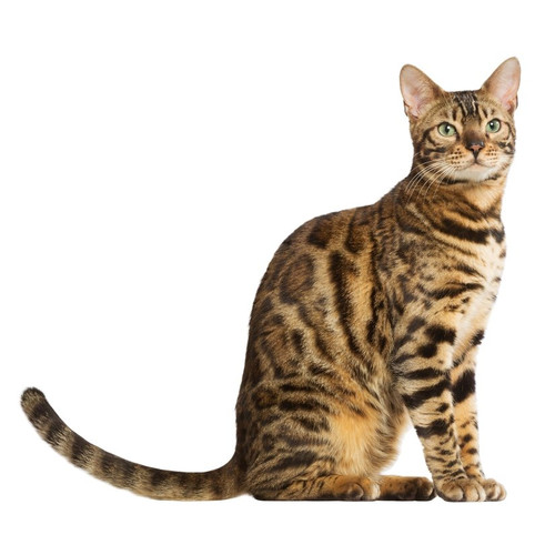 Nourriture pour chat de race Bengal