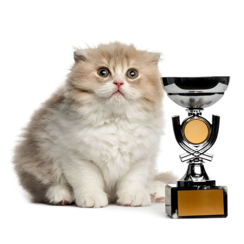 Nourriture pour chats de race