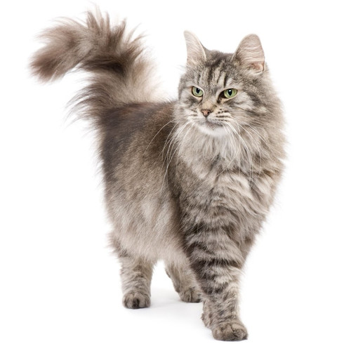 Nourriture pour chats selon leurs besoins particuliers