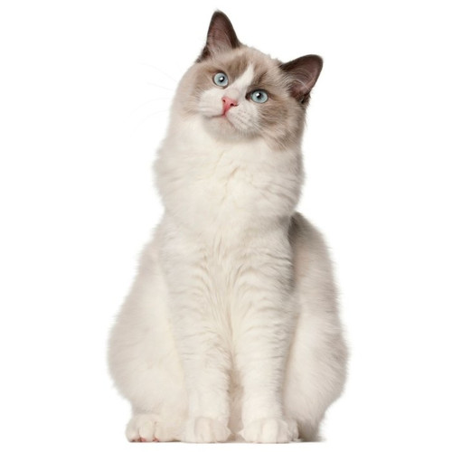 Nourriture pour chat ragdolls