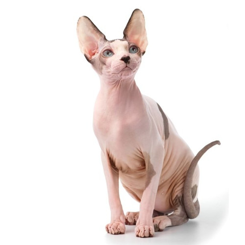 Nourriture pour chat Sphynx