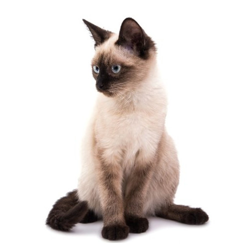 Nourriture pour chats siamois