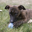 KONG Puppy Ball with Hole