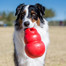 KONG Bounzer large 20 cm pb1