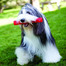 KONG Squeezz Ball XL
