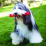 KONG Squeezz stick M