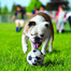 KONG Sport Balls Assorted L  2 art
