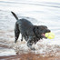 KONG AirDog Squeaker Football small 85mm