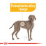 ROYAL CANIN Maxi Dermacomfort 12 kg