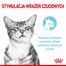 ROYAL CANIN Sensory Smell, Taste, Feel morceaux en sauce pour chats 12 x 85 g stimuler les sens