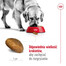 ROYAL CANIN Maxi Adult 10kg karma sucha dla psów dorosłych, do 5 roku życia, ras dużych