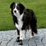 TRIXIE Bottes de protection Walker Active, L-XL, 2 pcs.