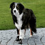 TRIXIE Bottes de protection Walker Active, S-M, 2 pcs.