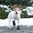 TRIXIE Chaussures de protection Walker Active 2 pcs.