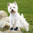 TRIXIE Chaussures de protection Walker Active 2 pcs.