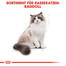 ROYAL CANIN Ragdoll adult 0.4 kg
