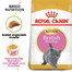 ROYAL CANIN Kitten british shorthair - pour chatons British Shorthair - 2 x 10 kg